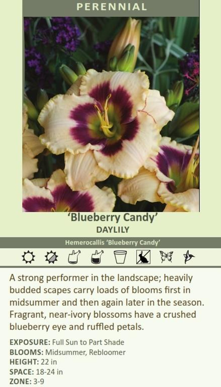 Hemerocallis BLUEBERRY CANDY 25 BR Plants