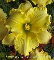 Hemerocallis FERENGI GOLD 25 BR Plants