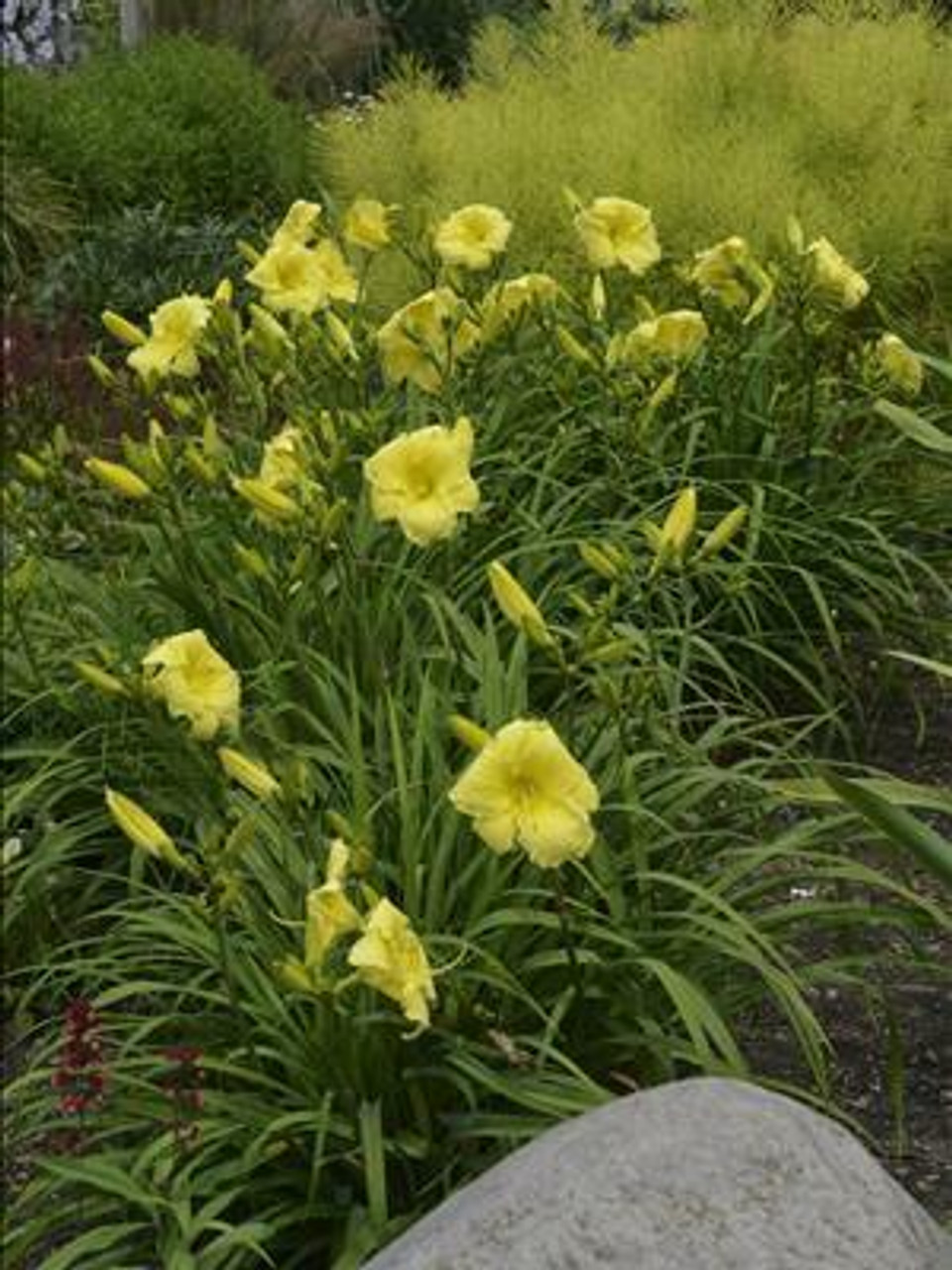 Hemerocallis GOING BANANAS 25 BR Plants