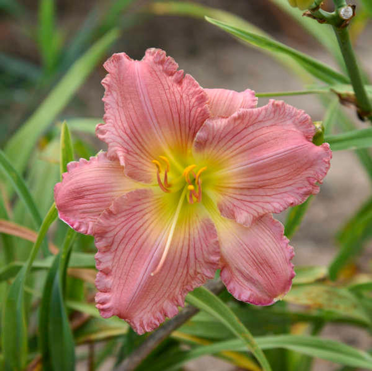 Hemerocallis 'Jolyene Nichole' (25) BR Plants