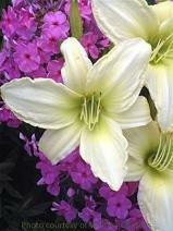 Hemerocallis LIME FROST 25 BR Plants