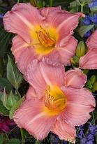 Hemerocallis MY MELINDA 25 BR Plants