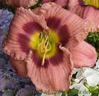 Hemerocallis RETURN A SMILE Hemerocallis 25 BR Plants