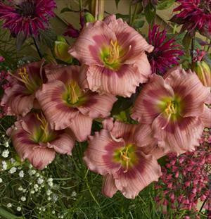 Hemerocallis ROSE KATHRINE 25 BR Plants