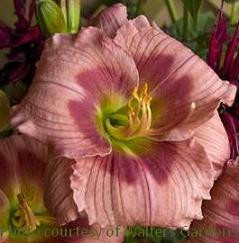Hemerocallis ROSE KATHRINE 25 BR Plants