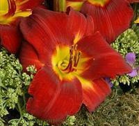 Hemerocallis RUBY THROAT 25 BR Plants