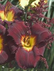 Hemerocallis SIR MODRED 25 BR Plants