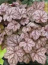 Heuchera Encore PP19578 20ct Flat