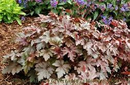 Heucherella Burnished Bronze PP12159 COPF 20ct Flat