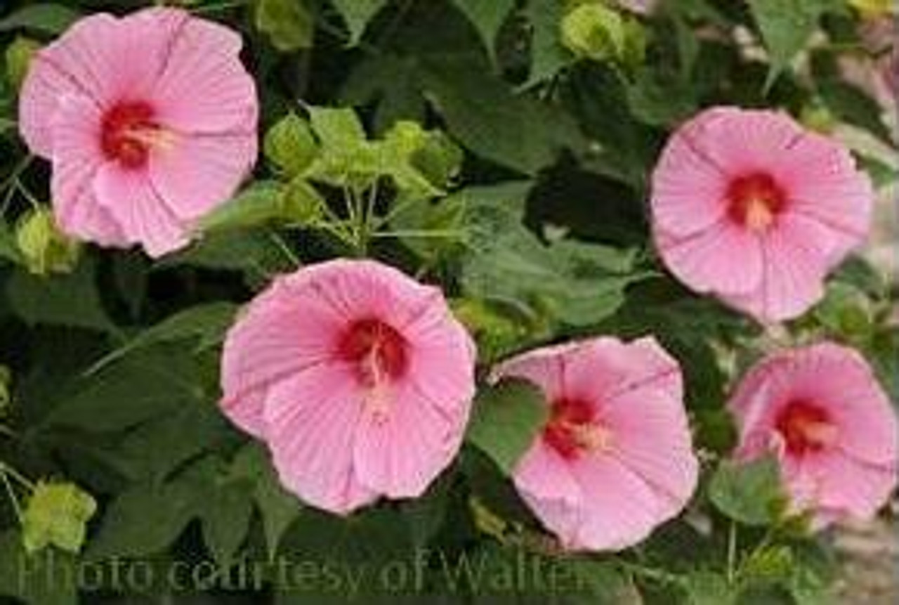 Hibiscus Peppermint Schnapps PP18939 25 BR Plants