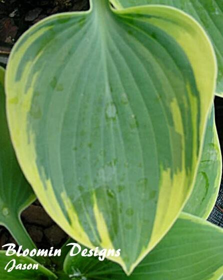 Hosta ARISTOCRAT PP#11286 20ct Flat