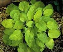 Hosta CHEATIN HEART 20ct Flat