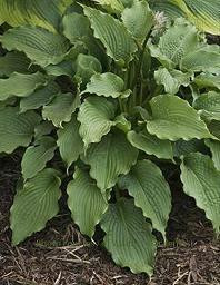Hosta CLOVELLY 20ct Flat