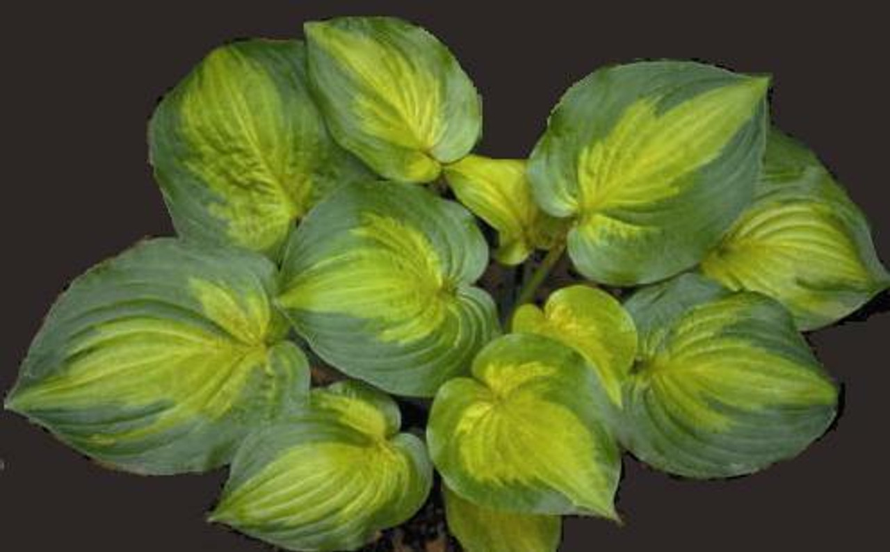 Hosta DANCE WITH ME 20ct Flat