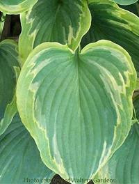 Hosta DEJA BLU 20ct Flat