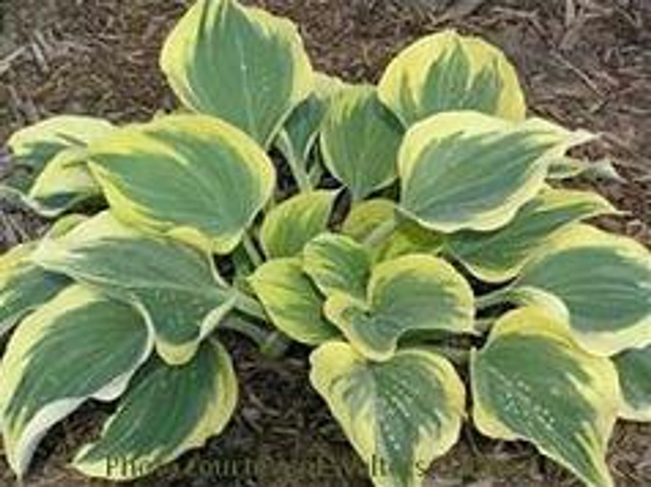 Hosta IVORY COAST 20ct Flat