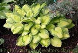 Hosta LITTLE SUNSPOT 20ct Flat