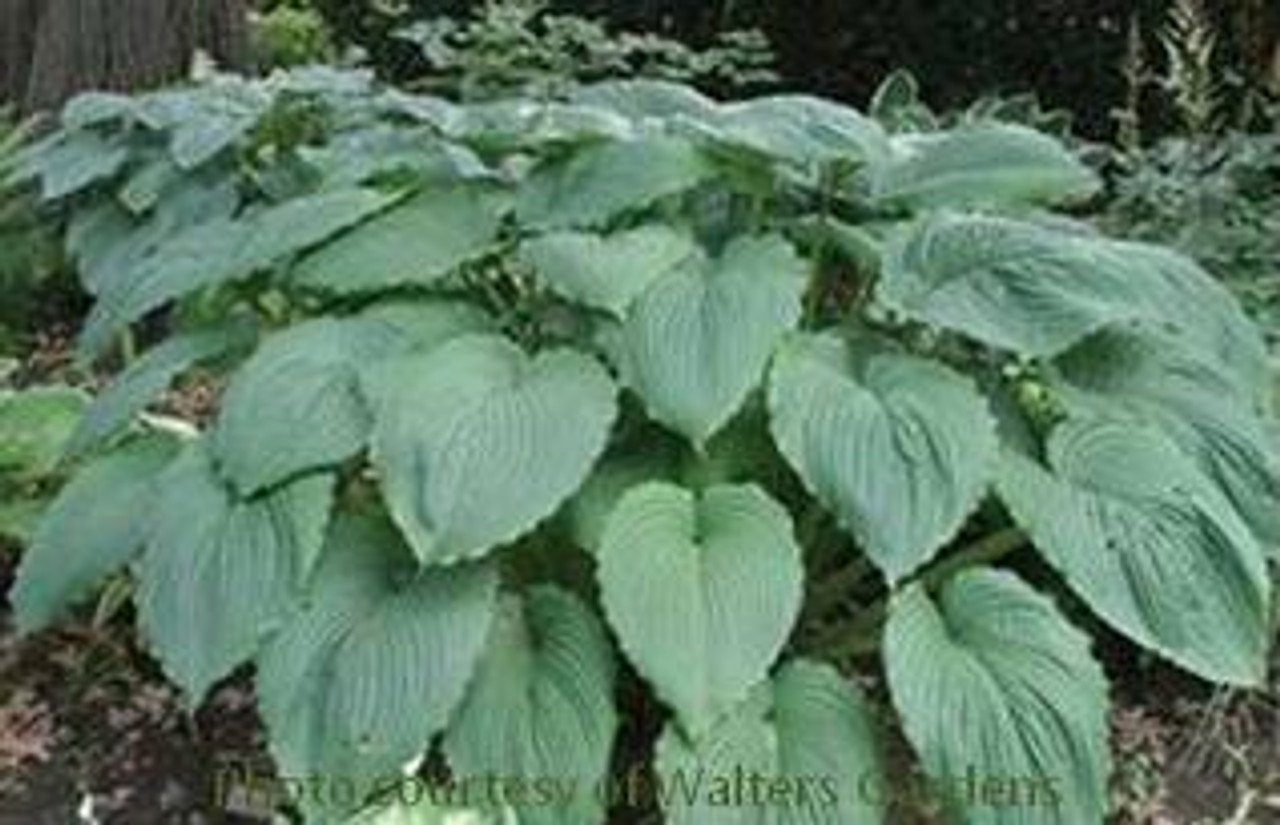 Hosta NIAGARA FALLS 20ct Flat