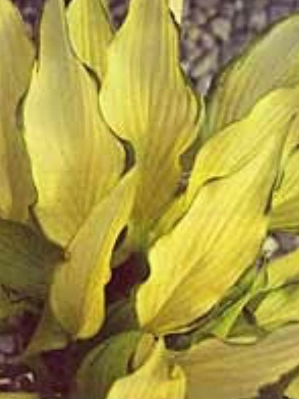 Hosta PINEAPPLE UPSIDEDOWN CAKE 20ct Flat