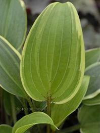 Hosta RED ALERT 20ct Flat