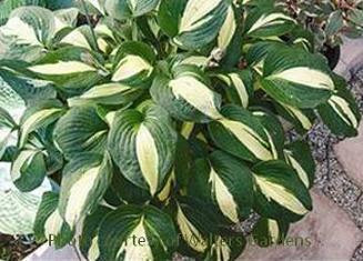 Hosta ROOTIN TOOTIN 20ct Flat