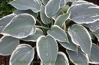 Hosta SLEEPING BEAUTY 20ct Flat