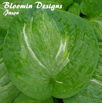 Hosta SPILT MILK 20ct Flat