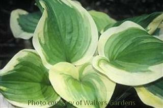 Hosta SWEET INNOCENCE 20ct Flat