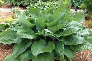 Hosta VIM AND VIGOR 20ct Flat