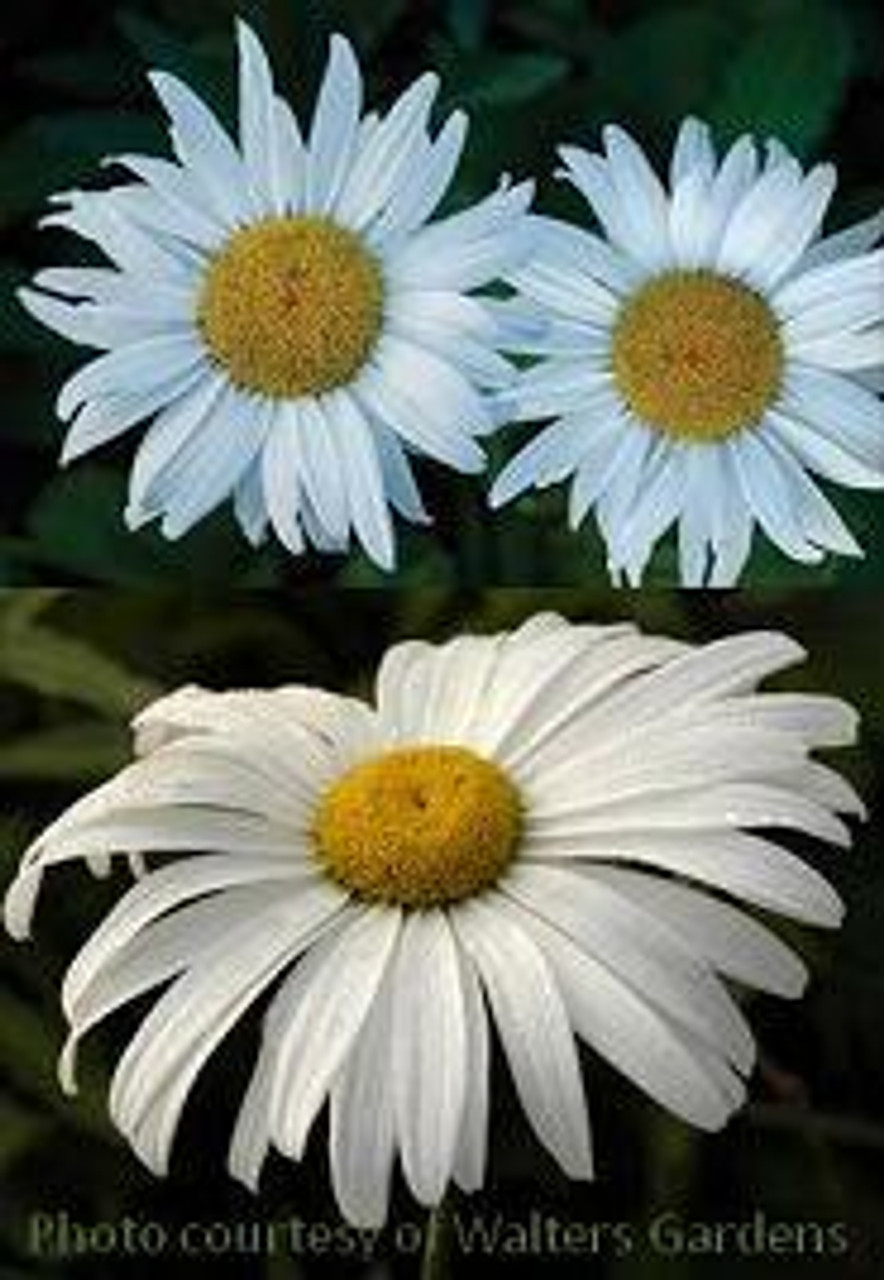 Leucanthemum superbum Amelia 30ct Flat