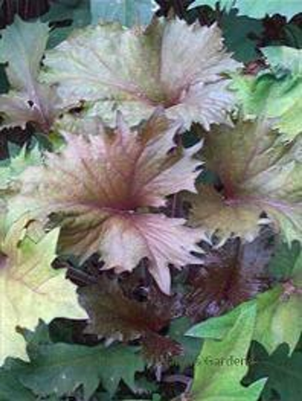 Ligularia OsIris Cafe Noir PPAF COPF 20ct Flat