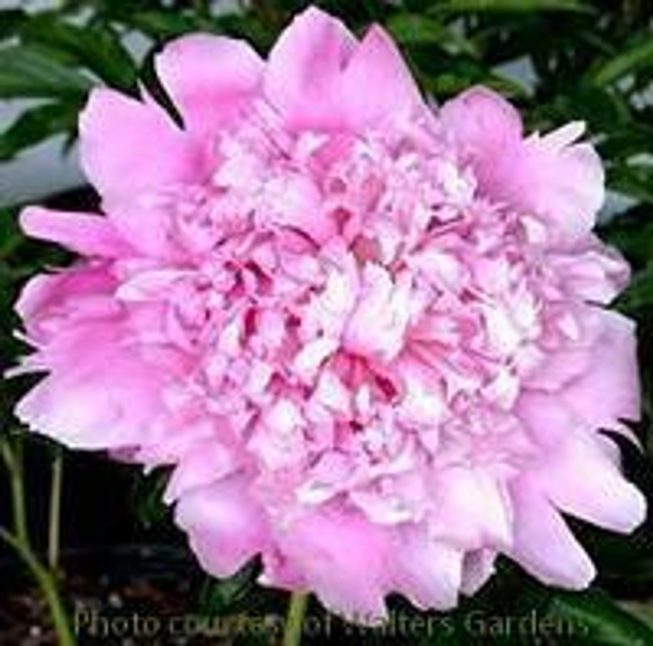 Paeonia Mons Jules Elie 10 plants