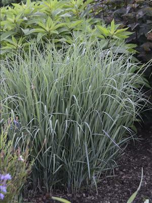 Panicum virgatum Dust Devil PPAF 20ct Flat