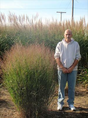 Panicum virgatum Dust Devil PPAF 20ct Flat