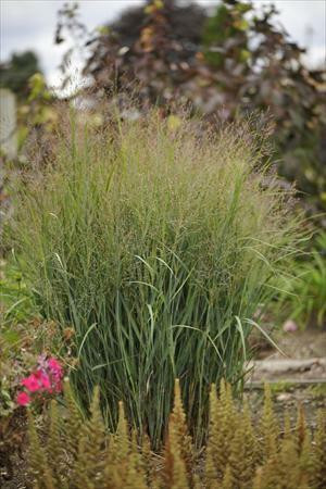 Panicum virgatum Dust Devil PPAF 20ct Flat
