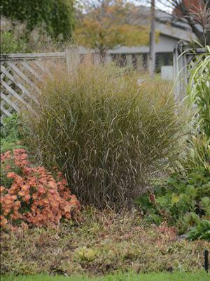 Panicum virgatum Dust Devil PPAF 20ct Flat