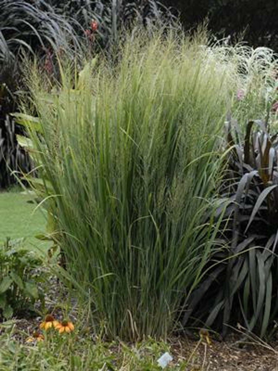 Panicum virgatum Northwind 20ct Flat