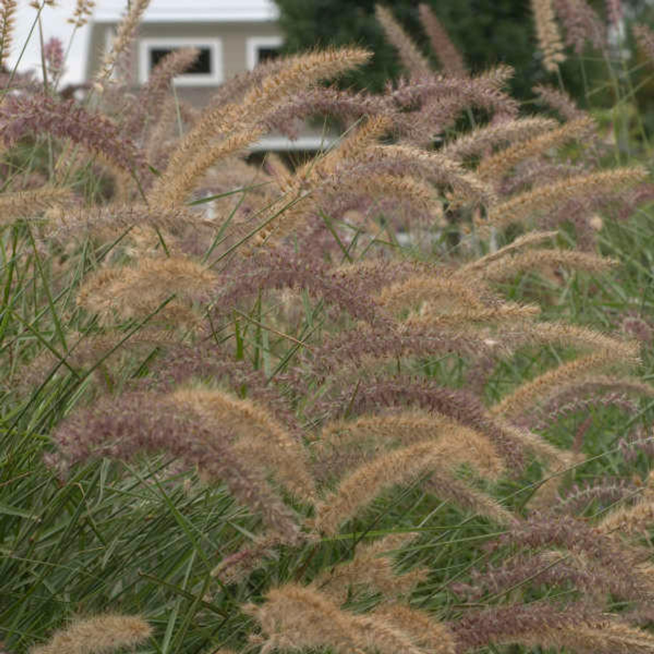 Pennisetum orientale 'Karley Rose' PP12909 (30)ct Flat