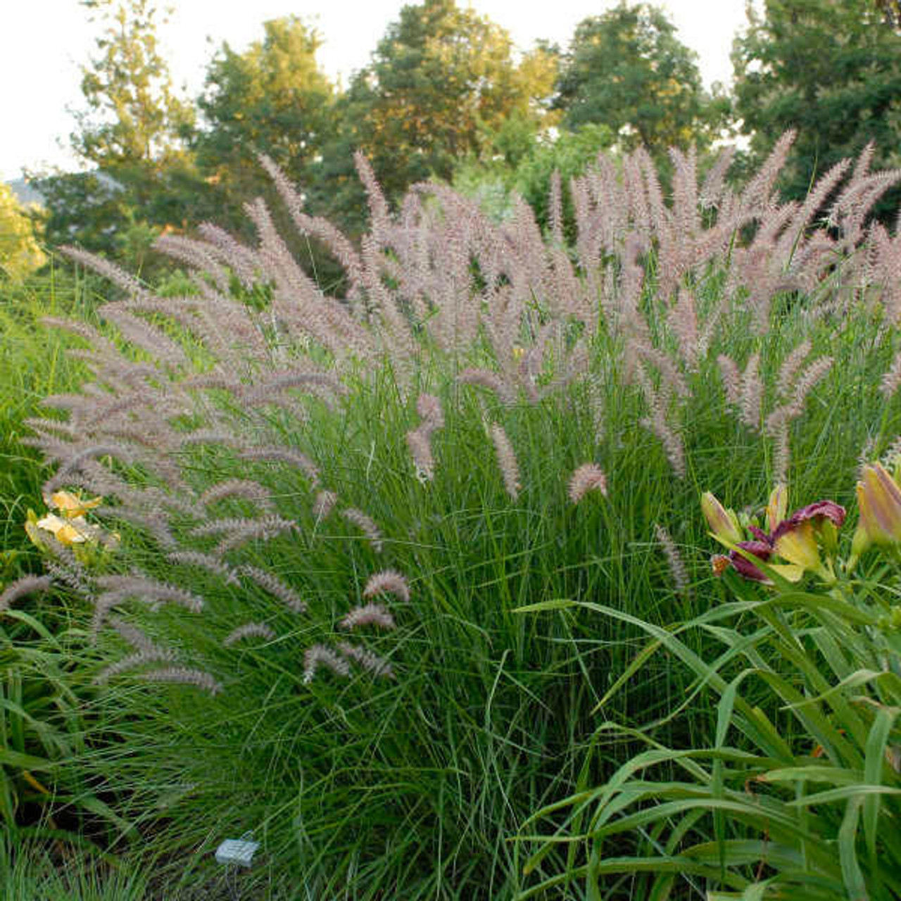 Pennisetum orientale 'Karley Rose' PP12909 (30)ct Flat