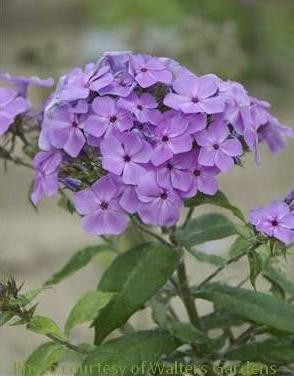 Phlox paniculata Violet Barsixtyone PPAF 25 BR Plants