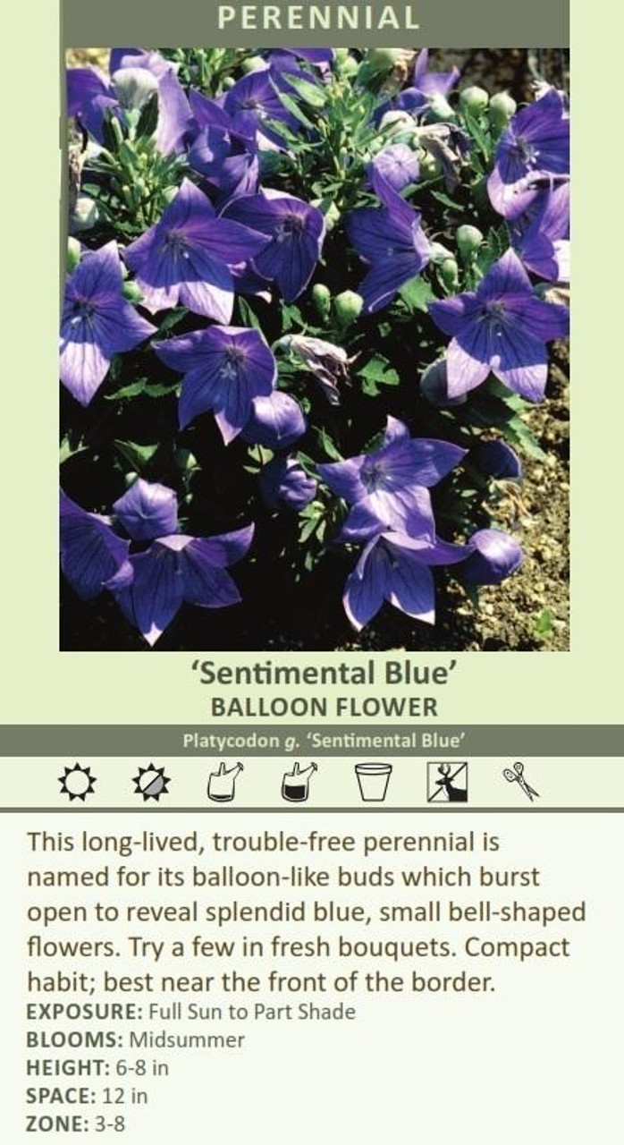 Platycodon grandiflorus Sentimental Blue 25 BR Plants