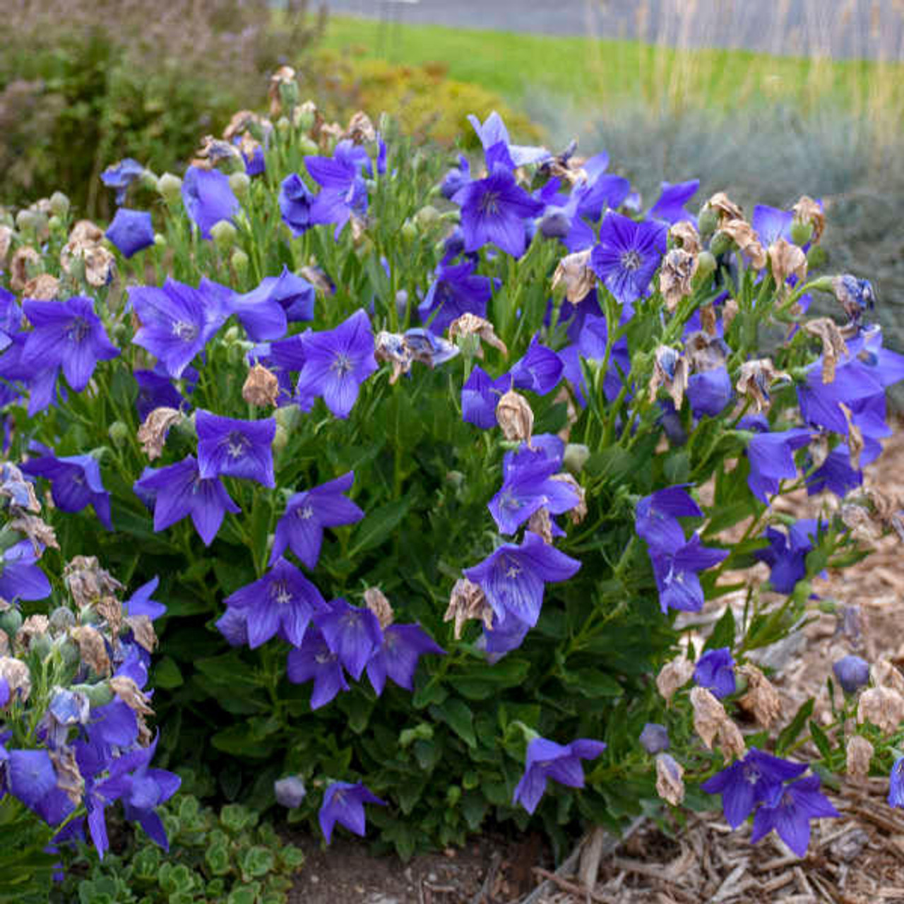 Platycodon grandiflorus 'Sentimental Blue' (25) BR Plants