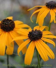 Rudbeckia fulgida var fulgida 25 BR Plants
