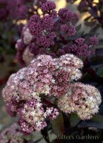 Sedum Moonlight Serenade PPAF 25 BR Plants