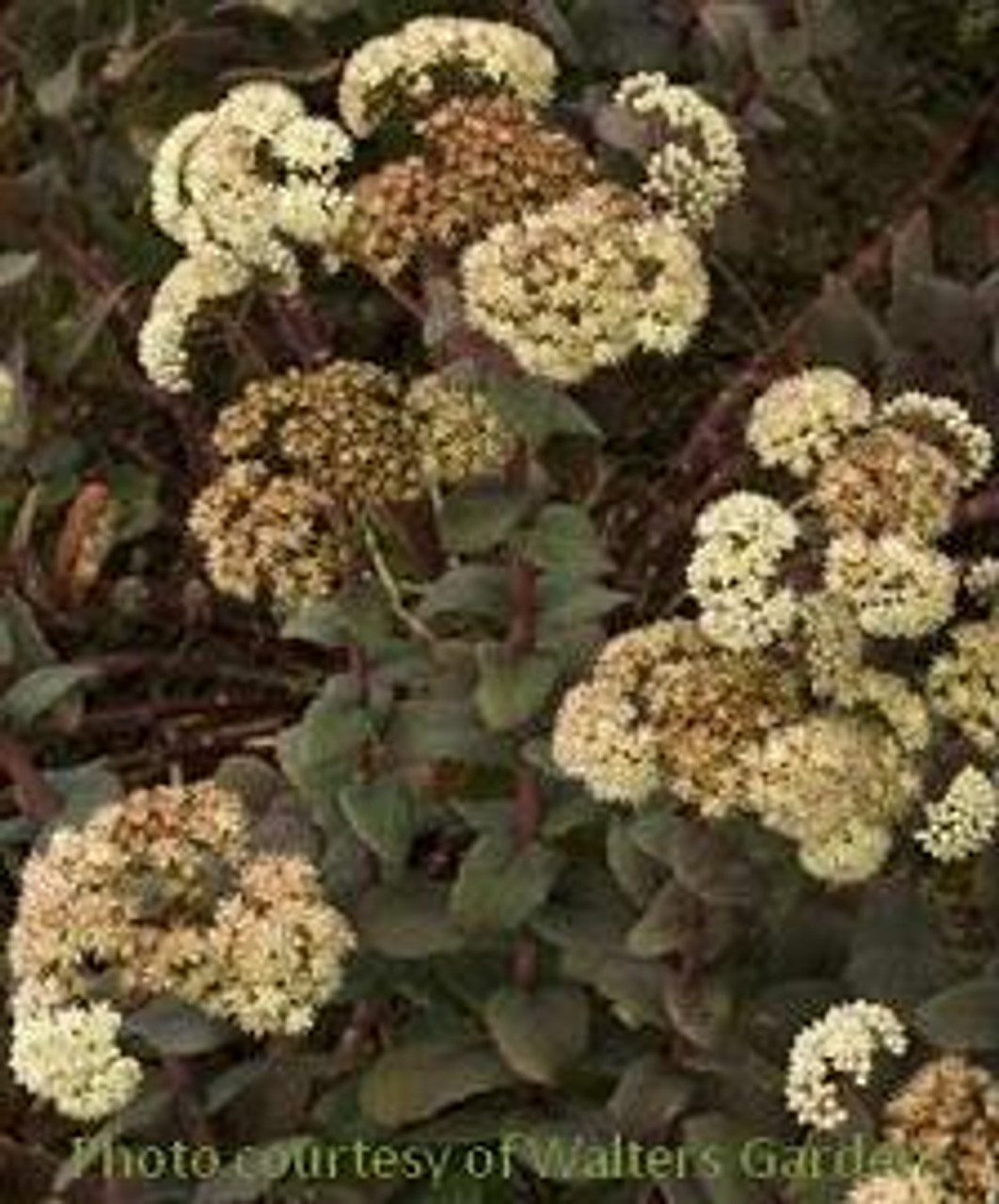 Sedum telephium ssp ruprechtii Hab Gray 25 BR Plants