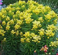 Solidago Dansolitlem PP17297 30ct Flat
