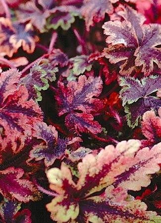 Tiarella Crow Feather PP12335 30ct Flat