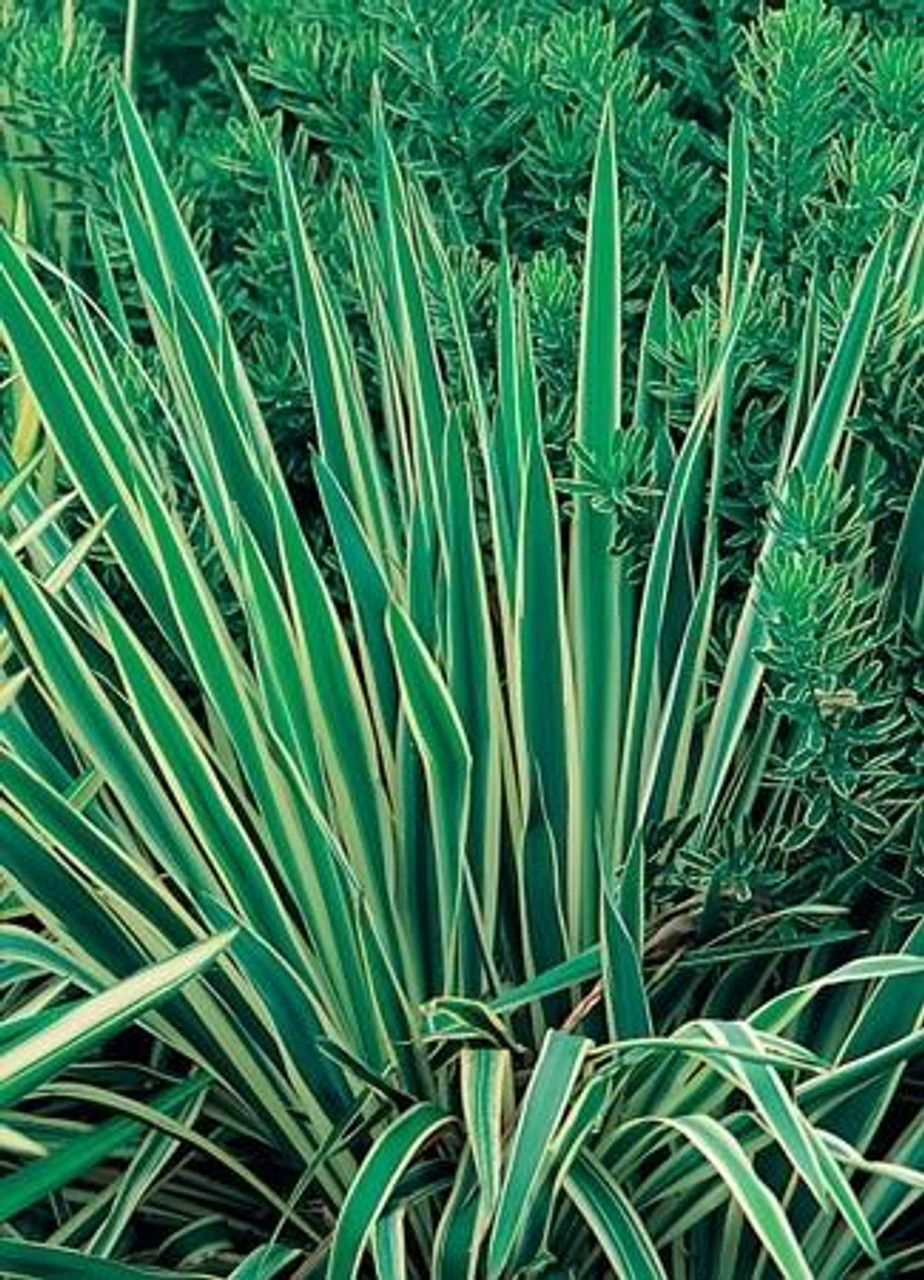 Yucca filamentosa Bright Edge 20ct Flat