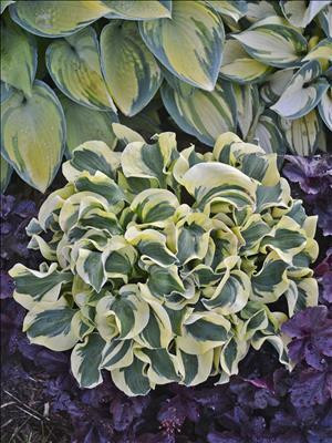 Hosta MINI SKIRT PPAF 20ct Flat