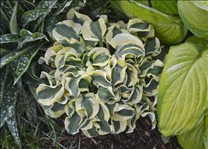 Hosta MINI SKIRT PPAF 20ct Flat
